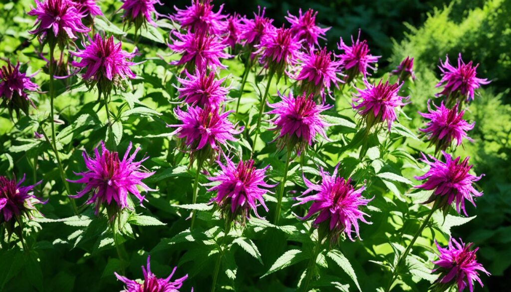 Bee Balm Flowers