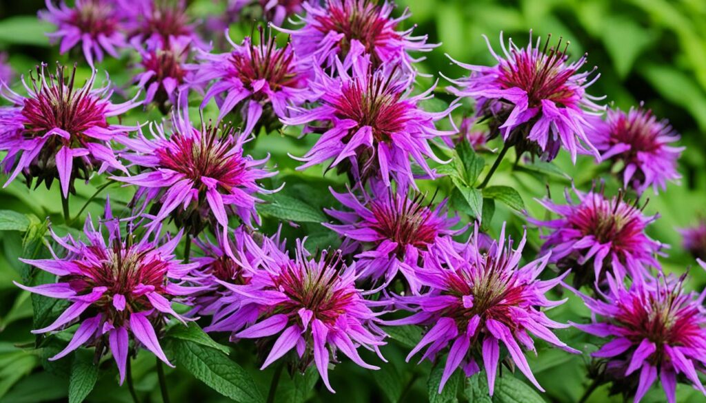 Bee Balm Flowers