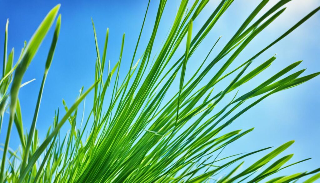 Lemongrass plant