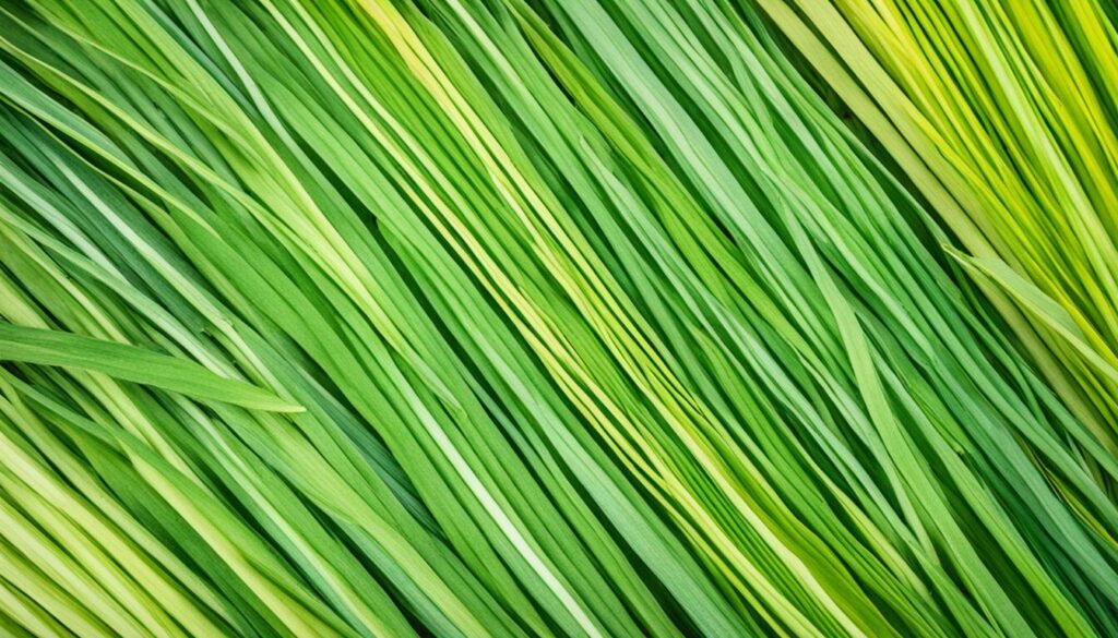 Lemongrass varieties