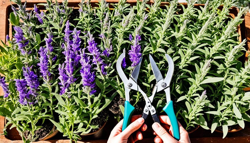 Pruning deciduous herbaceous salvias