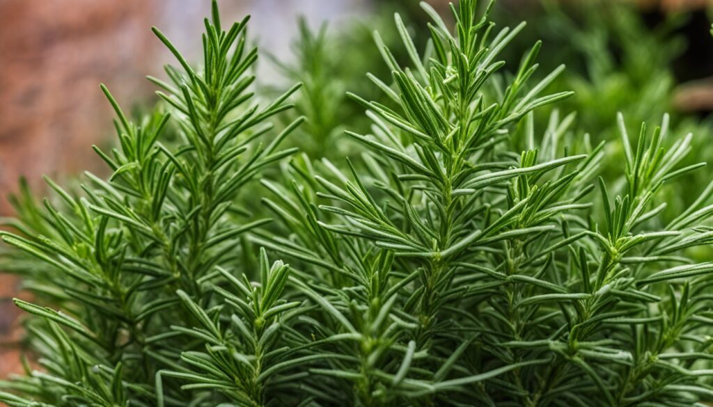 Rosemary plant