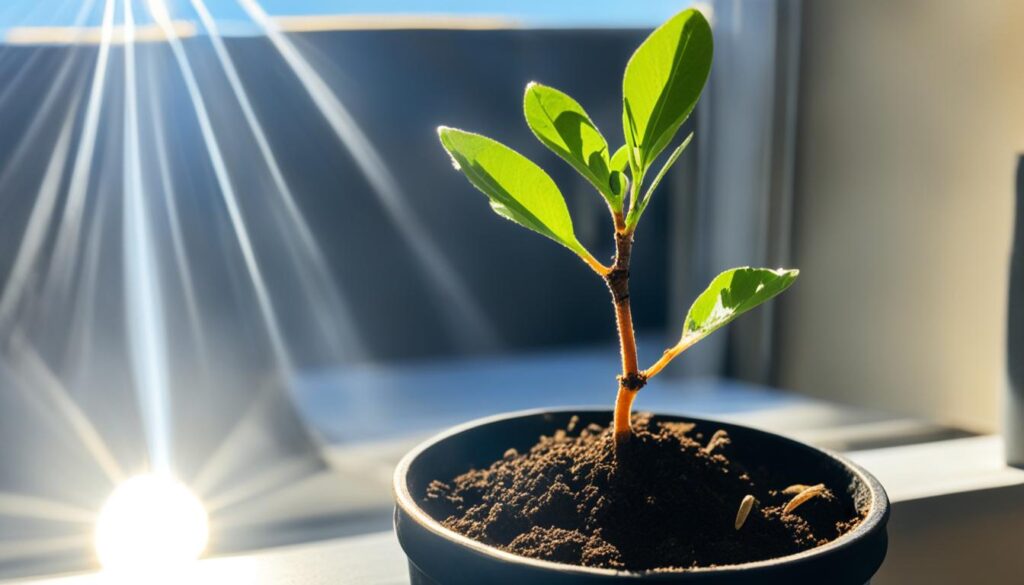 apricot seedling growth