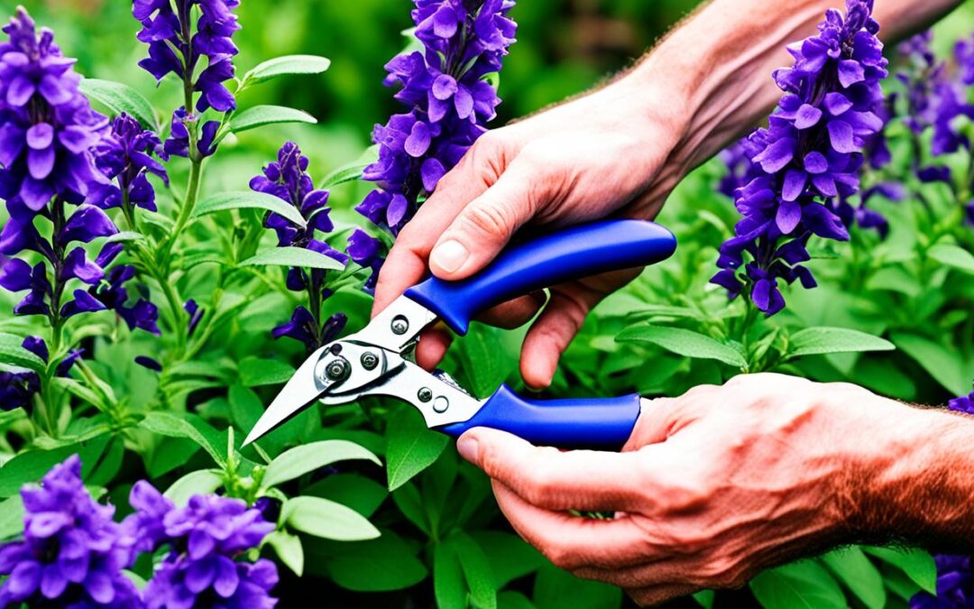 How To Prune Salvias in Summer: Simple Guide For Pruning Salvias