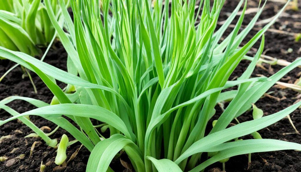 onion leaf maturity