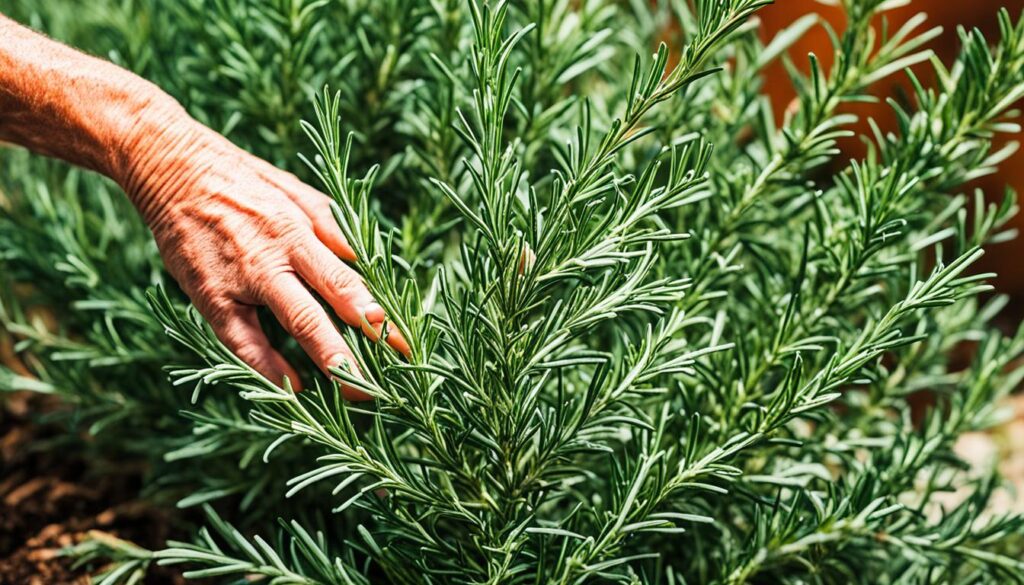 rosemary harvesting