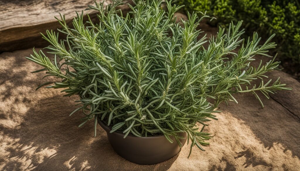 rosemary sprigs