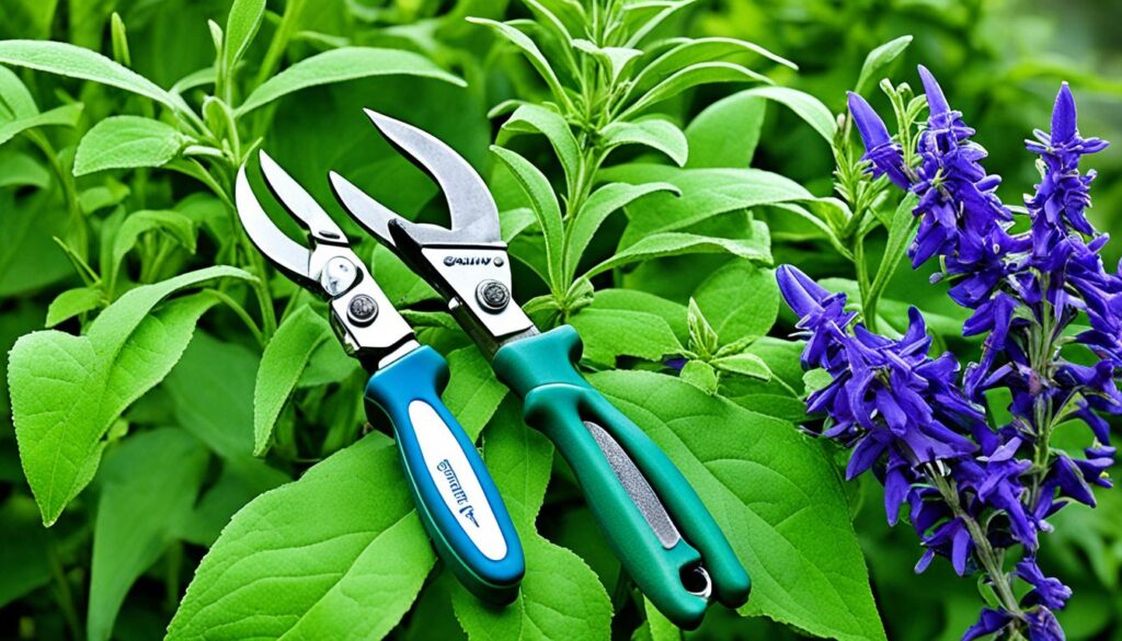 summer pruning salvias